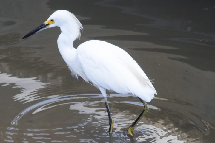 a bird standing next to a body of water